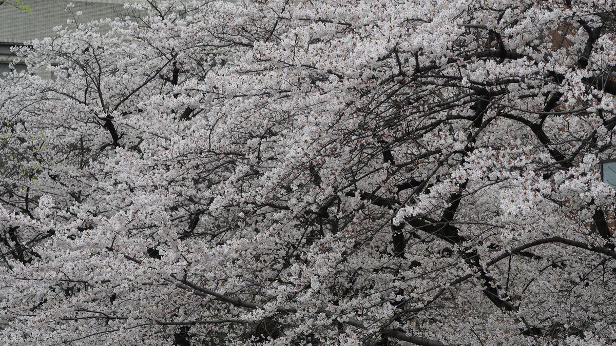 Numerous white sakura blossoms cover tree branches.