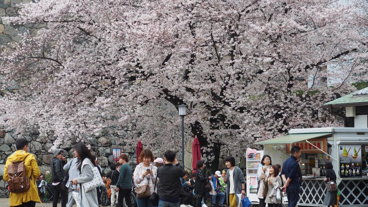 Visitors gathered beneath a large, blooming sakura tree near a food stall at Nagoya Castle.