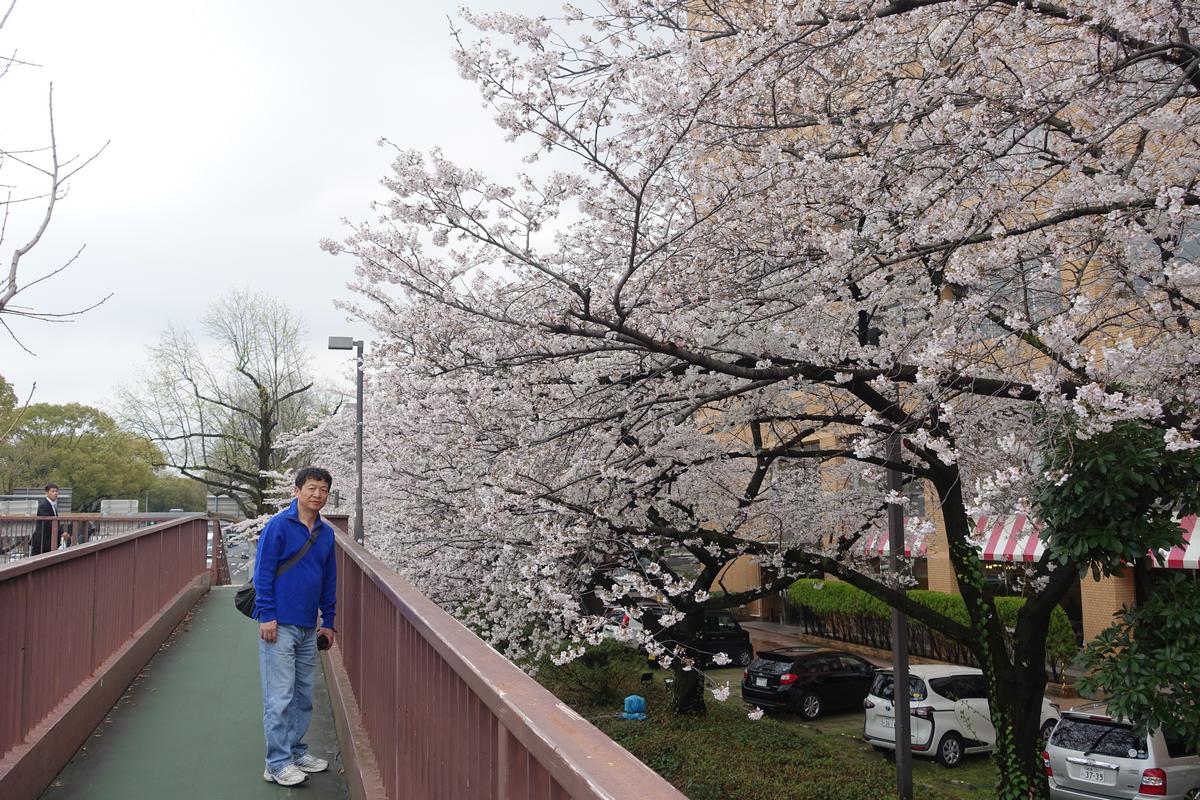 A man stands on a bridge lined with blooming cherry blossom trees.
