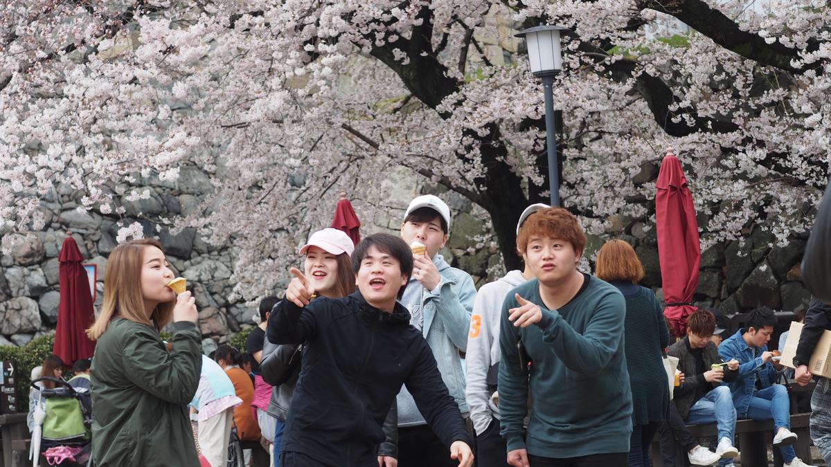 A group of people enjoying ice cream and pointing under abundant cherry blossoms.
