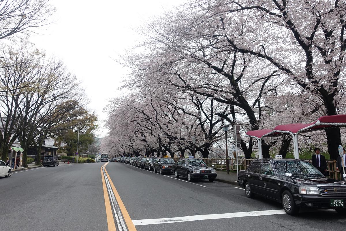 A street lined with blooming cherry blossom trees, with a row of black taxis parked underneath.