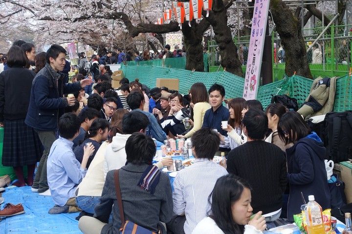 A large group of people having a hanami picnic under cherry blossoms at Ueno Park.
