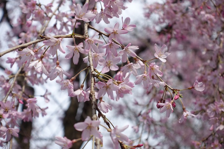 Delicate pink cherry blossoms bloom on tree branches.