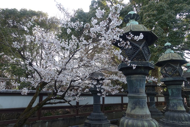 White cherry blossoms blooming next to ornate traditional lanterns.