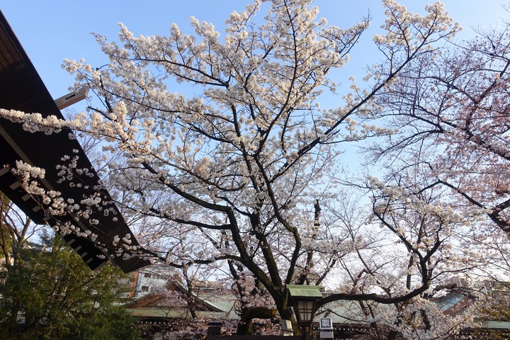 Cherry blossoms bloom over a traditional Japanese shrine roof against a blue sky.
