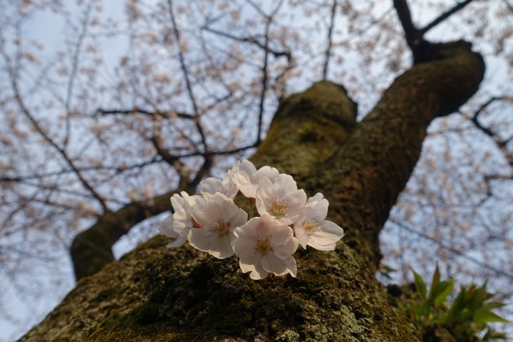 White cherry blossoms bloom from a mossy tree trunk, seen from below against a blurred sky.