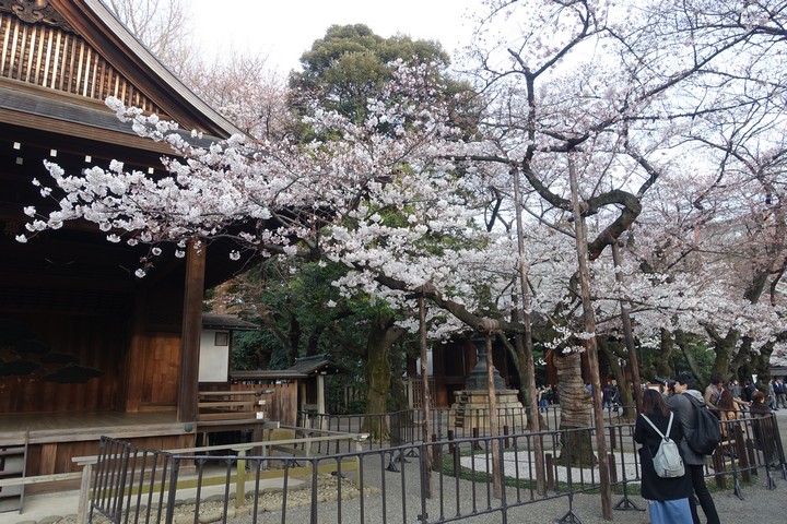 Cherry blossoms in full bloom surround a traditional Japanese shrine building at Yasukuni Shrine, with visitors nearby.