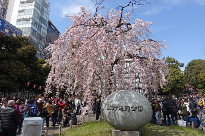 Crowds gather around a stunning weeping cherry blossom tree in full pink bloom at Ueno Park.