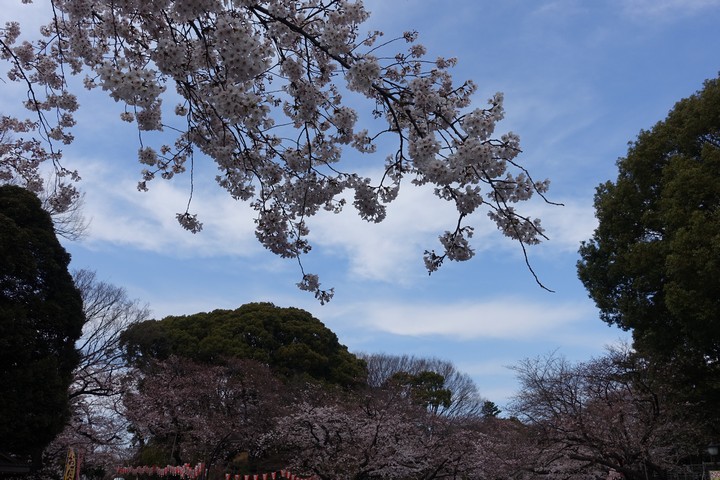 White cherry blossom branches hang over a park scene under a blue sky.