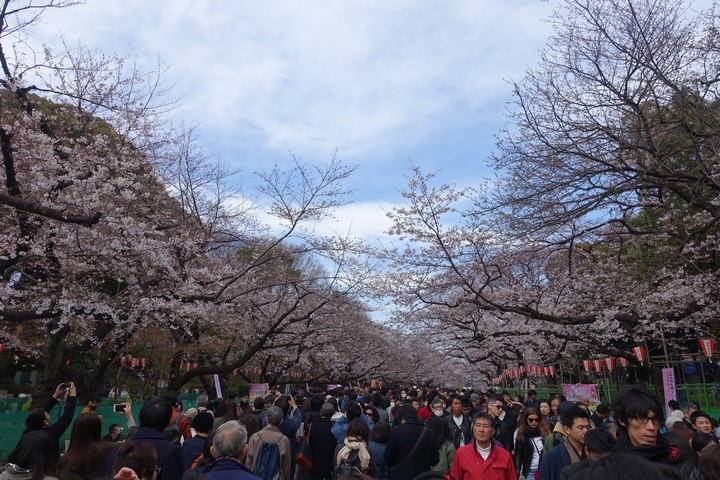 A large crowd walks under blooming cherry blossom trees in Ueno Park.