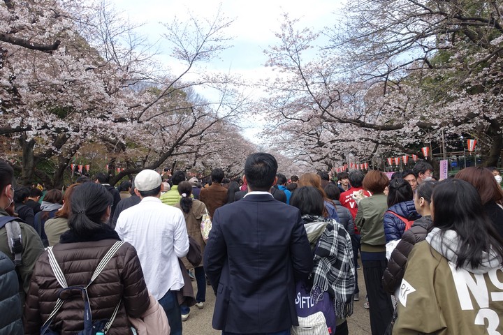 A path crowded with people beneath blooming cherry blossom trees.