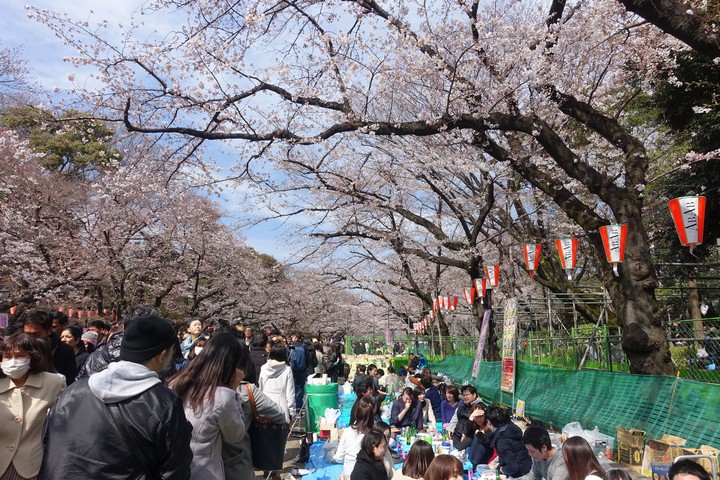 Crowds of people picnic under blooming cherry blossom trees in a park.