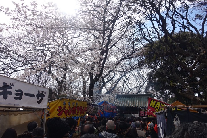 Crowds of people and food stalls under blooming cherry blossom trees.