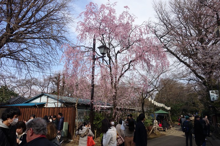 Crowds admire a large, blooming pink weeping cherry blossom tree in a park.
