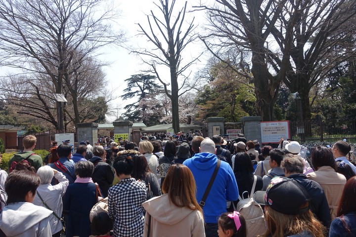 A large crowd of people queues at the entrance to Shinjuku Gyoen National Garden with bare trees and blooming cherry blossoms.