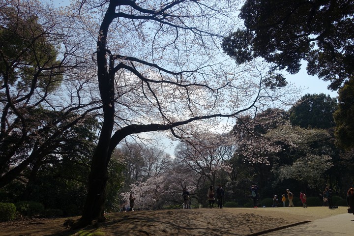 A large cherry tree in full bloom frames a park scene with people and other blossoming trees under a bright sky.