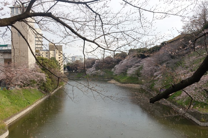 Chidorigafuchi Imperial Moat lined with blooming cherry blossom trees.