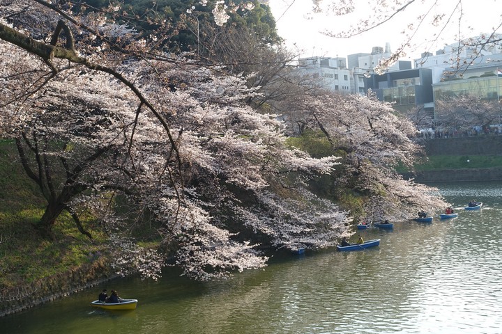 Cherry blossom trees overhang the Imperial Moat, where people are rowing boats.