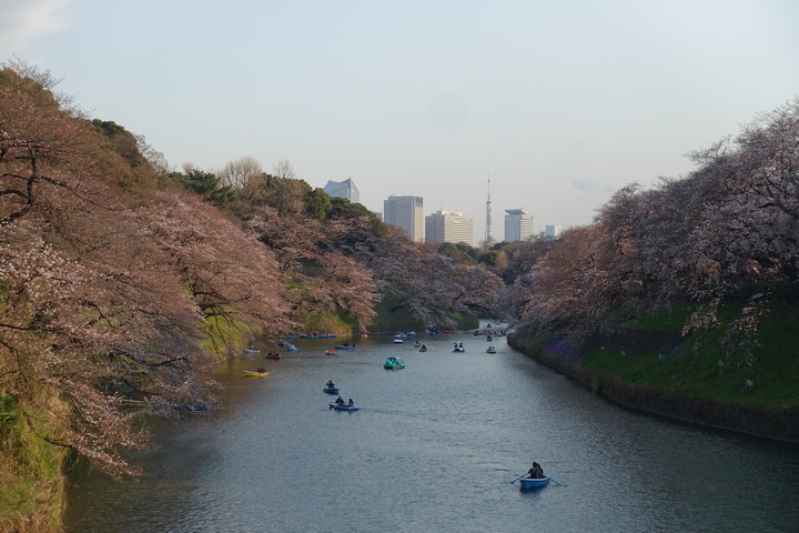 Many boats on Chidorigafuchi Moat, with banks covered in cherry blossoms and a distant city skyline.