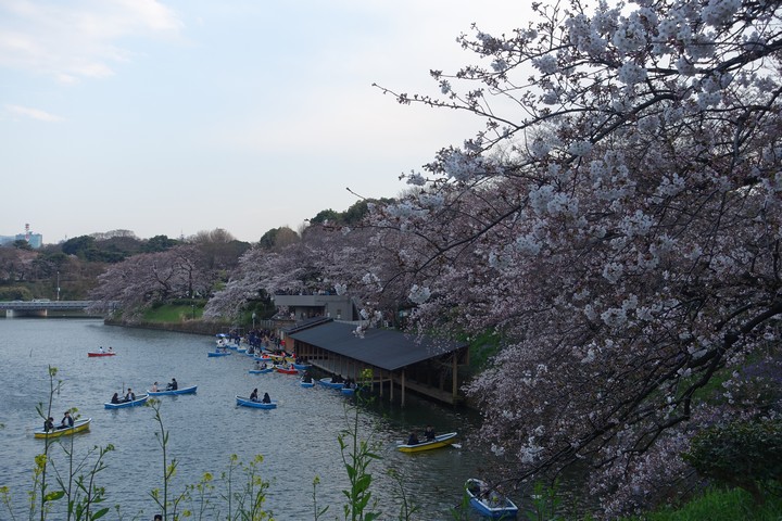 People boat on the Imperial Moat under blooming cherry blossom trees.
