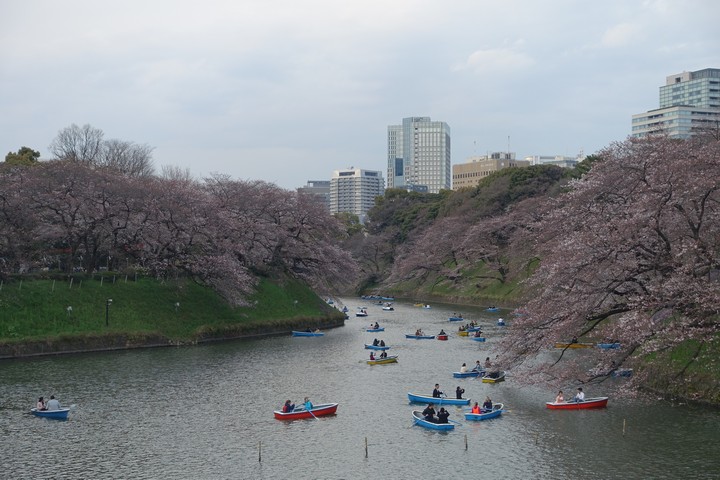 Boats on the Chidorigafuchi Imperial Moat lined with blooming cherry blossom trees.