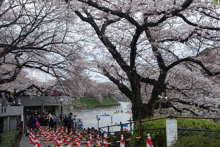 Blooming cherry trees line the Chidorigafuchi Imperial Moat, where people enjoy paddle boats and walk along the banks.