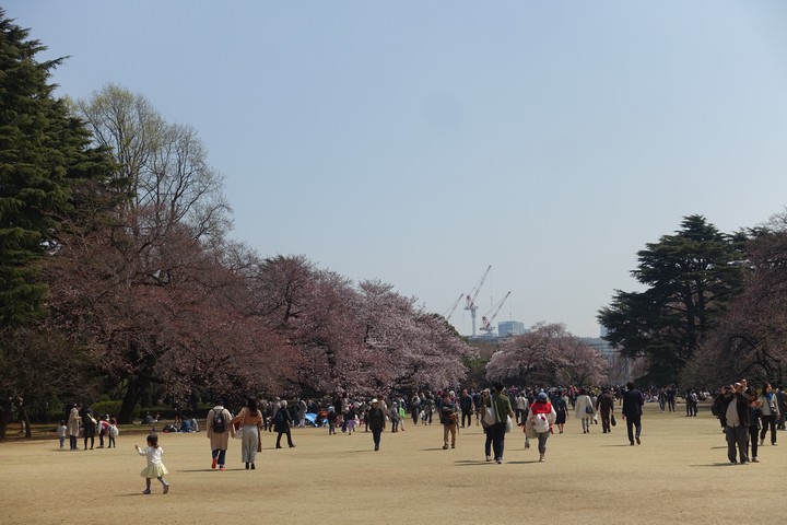 Many people enjoy a sunny day in a wide park filled with blooming cherry blossom trees.