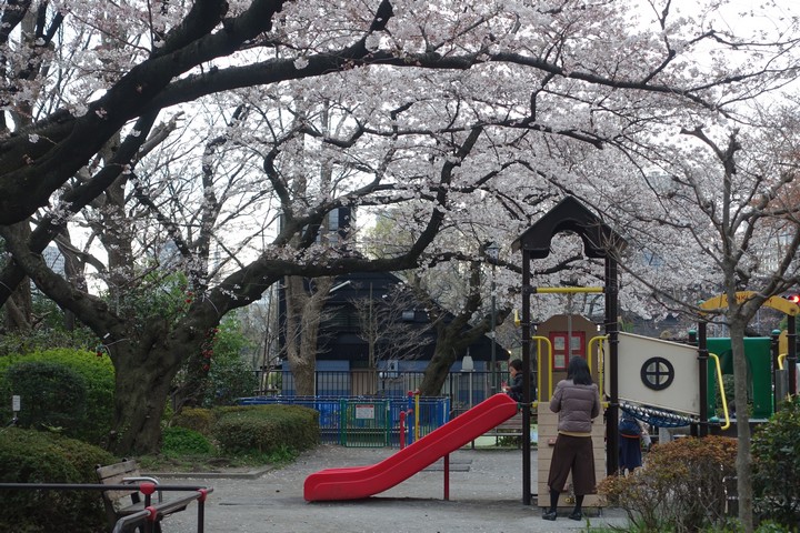 A park playground sits beneath large trees full of white cherry blossoms.