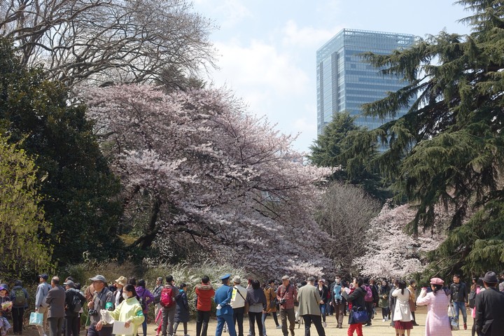 Many people admire cherry blossom trees in full bloom in a park, with a tall city building behind them.