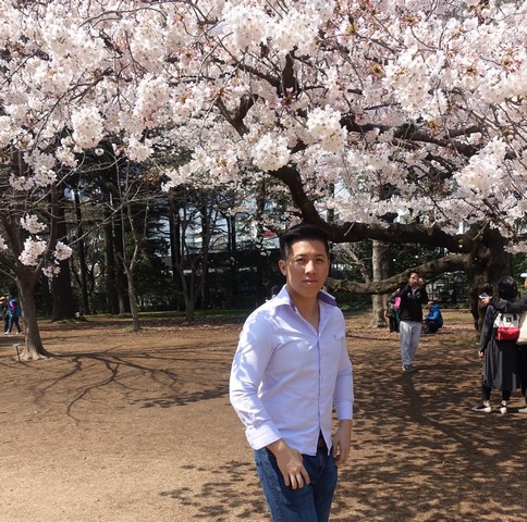 A man stands in a park under blooming cherry blossom trees.
