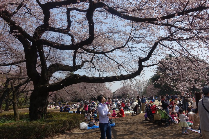 A large cherry blossom tree frames a park filled with people picnicking.