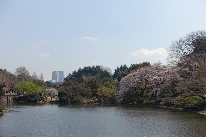 A lush garden with a pond, blooming cherry trees, and city buildings in the distance under a clear sky.