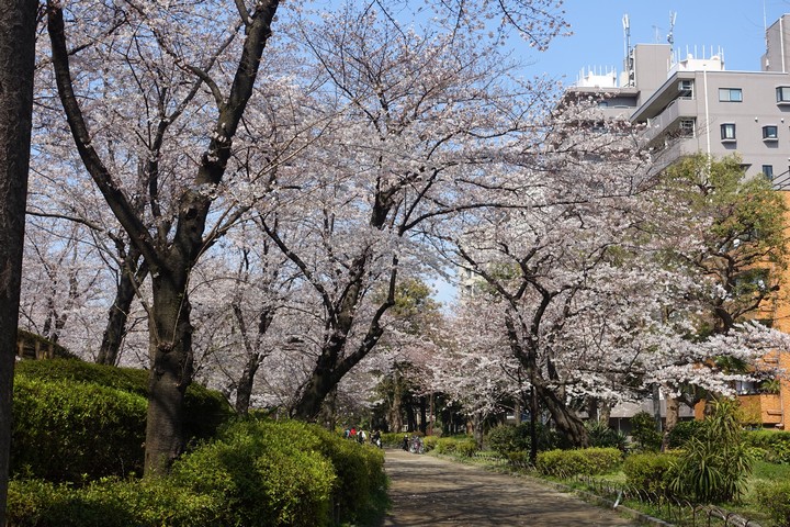 Sumida Park's cherry blossom trees in full bloom line a winding path with buildings in the background.