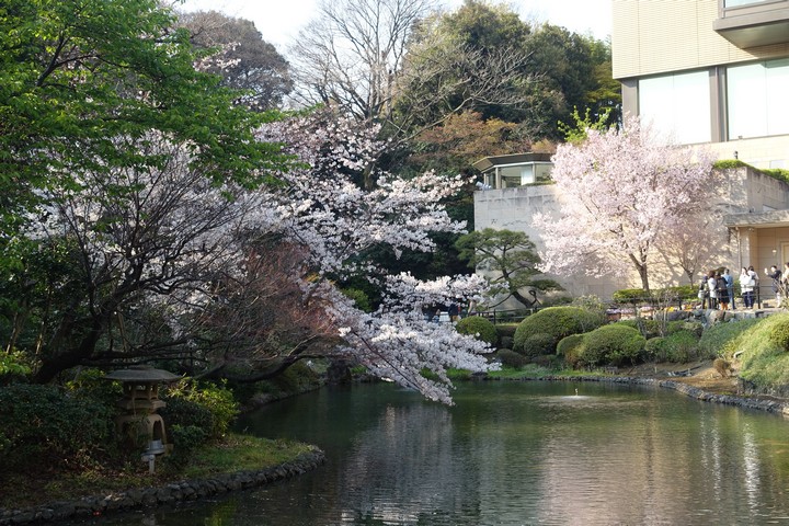 Cherry blossoms bloom over a tranquil pond in Sumida Park, with a stone lantern and modern buildings in the background.