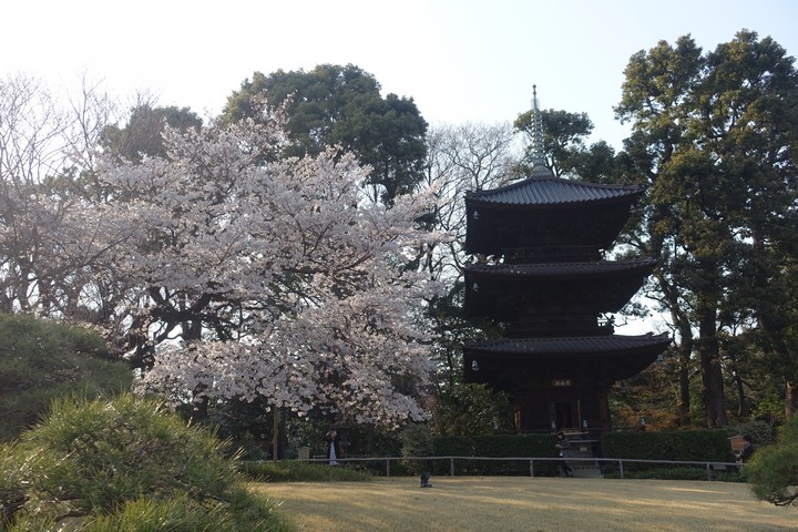 A traditional Japanese pagoda stands beside a cherry tree in full white bloom in a park.