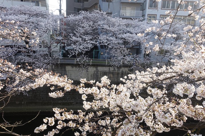 Sumida Park cherry blossoms in full bloom line a river with urban buildings in the background.