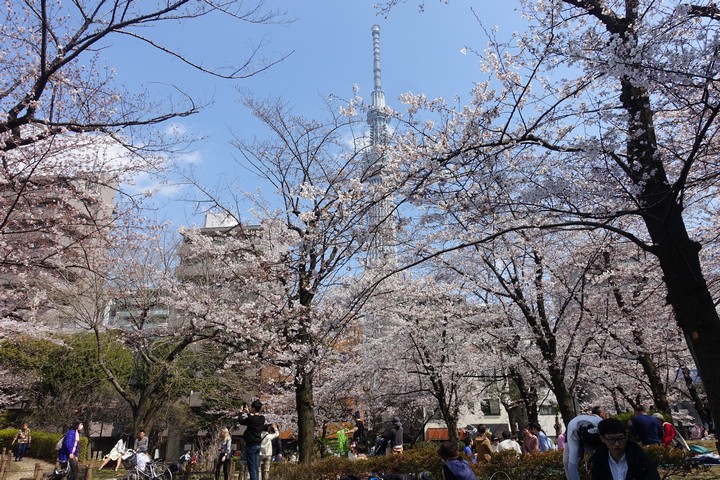 Tokyo Skytree rises above Sumida Park, where people enjoy the full bloom of cherry blossom trees.