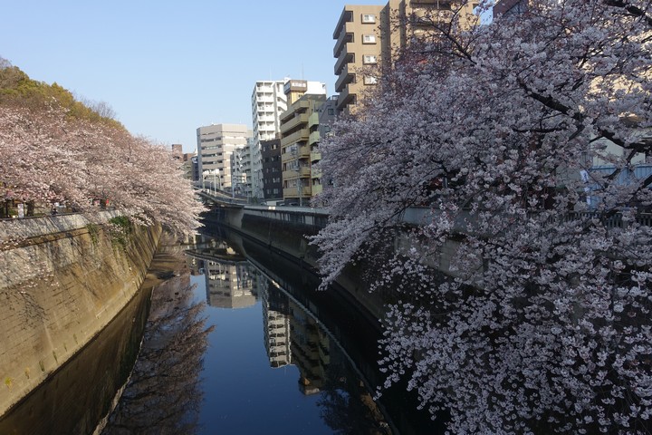 Cherry blossoms line both banks of a canal in Sumida Park, with city buildings in the background.