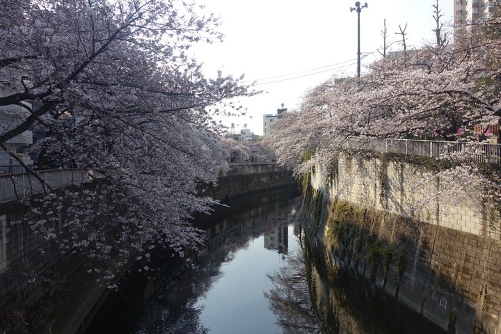 Cherry blossom trees in full bloom line both sides of a canal, reflecting in the water.