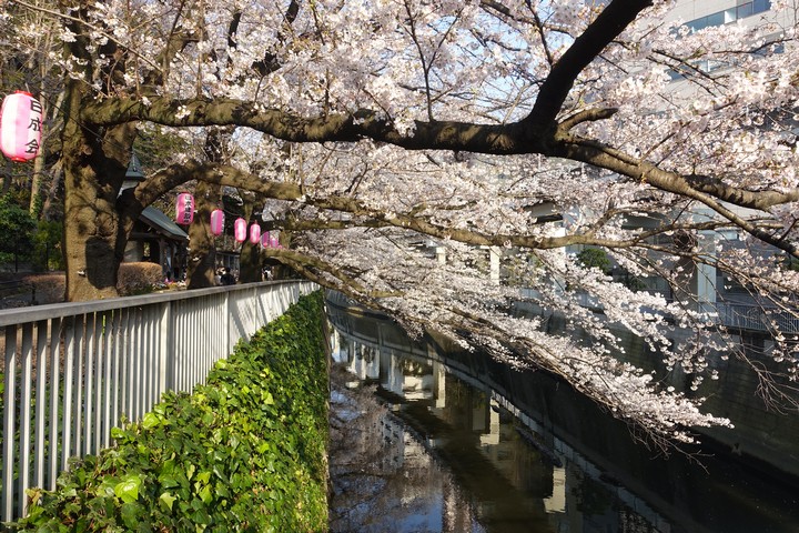 Sumida Park cherry blossoms arch over a canal, with pink lanterns on the bank.
