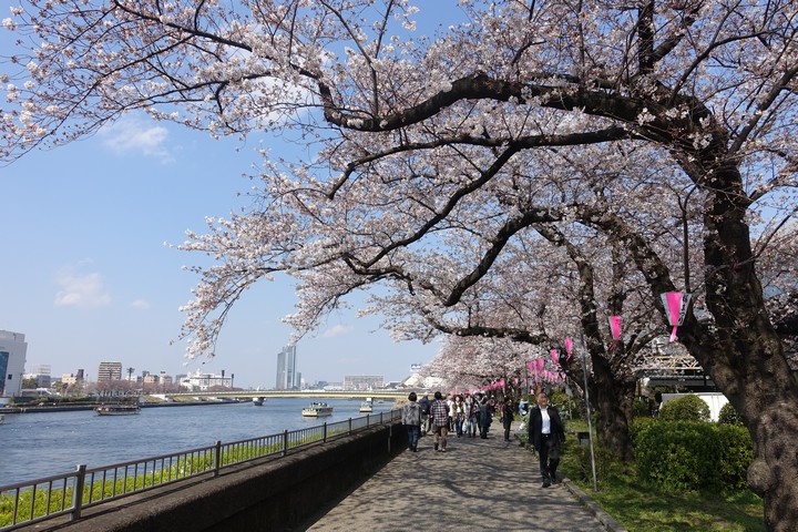 People walk along a path lined with blooming cherry trees and pink lanterns next to the Sumida River.