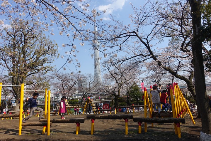 Children play on a wooden playground in Sumida Park under cherry blossoms, with the Tokyo Skytree in the background.
