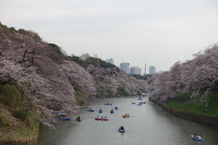 A river filled with colorful boats flows between hills covered in cherry blossoms, with a city skyline in the distance.