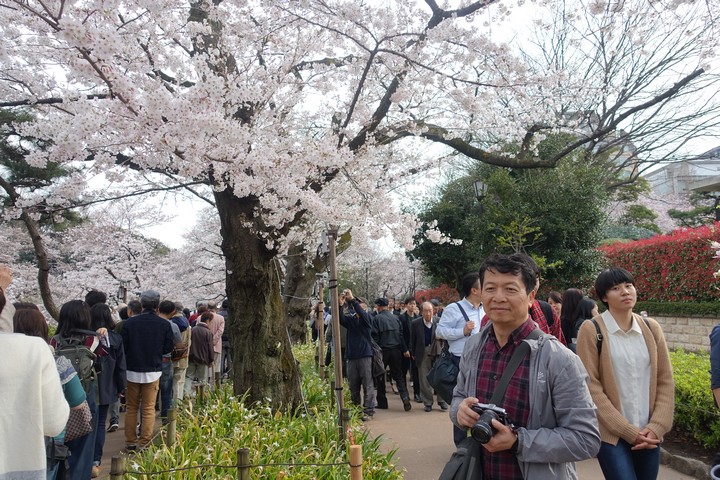A smiling man with a camera stands among a crowd of people admiring cherry blossoms in a park.