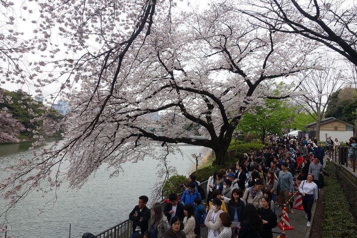 Crowds of people stroll along a riverbank lined with cherry blossom trees in full bloom.