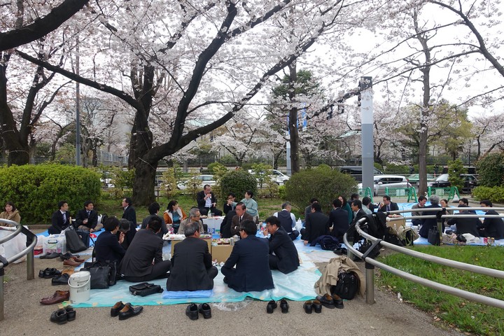 People in business attire gather for a hanami picnic under blooming cherry trees.