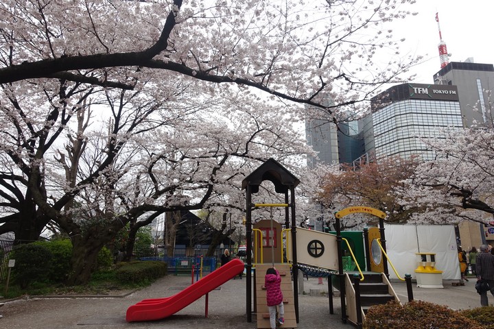 A child plays on a playground under blooming cherry blossom trees with city buildings in the background.