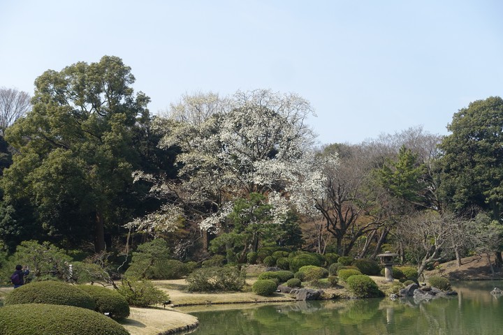 White cherry blossoms bloom by a pond in Rikugien Garden.