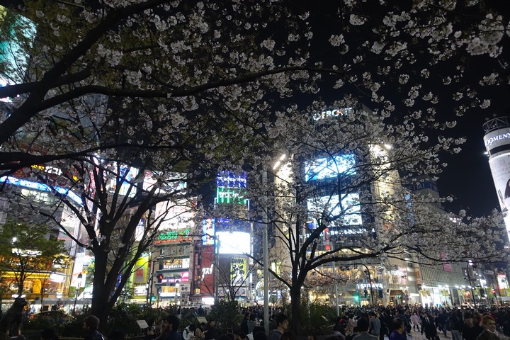 Cherry blossoms in bloom at night over a bustling Shibuya Crossing, surrounded by bright neon signs.
