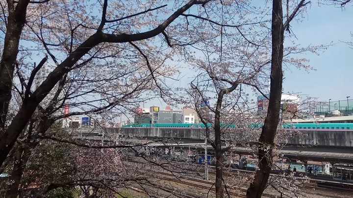 Cherry blossom branches frame a view of a green bullet train passing an elevated station with city buildings behind it.